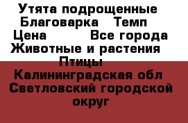 Утята подрощенные “Благоварка“,“Темп“ › Цена ­ 100 - Все города Животные и растения » Птицы   . Калининградская обл.,Светловский городской округ 